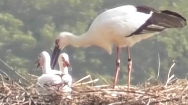 まんのう町で3年連続　今年もヒナ誕生　国の特別天然記念物コウノトリ　2羽がすくすく【香川】|TBS NEWS DIG