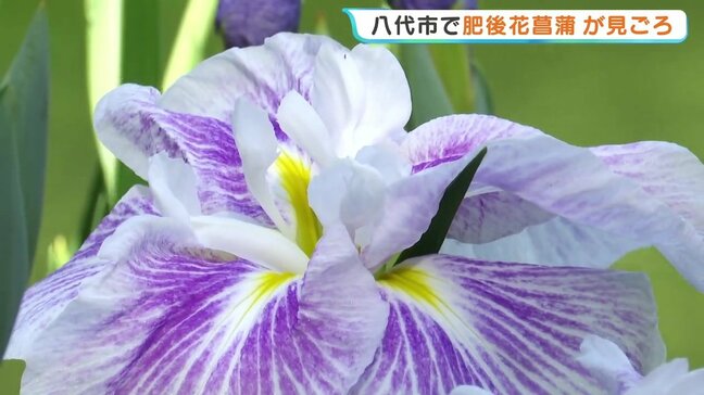 "肥後花菖蒲"が見ごろ 名勝「松浜軒」の日本庭園を彩る 熊本・八代市|TBS NEWS DIG