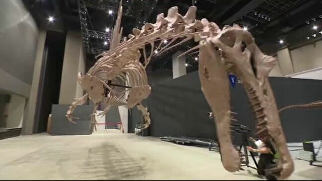 日本初公開!全長14メートル 「スピノサウルス」の標本を7月展示へ 福井・恐竜博物館|TBS NEWS DIG