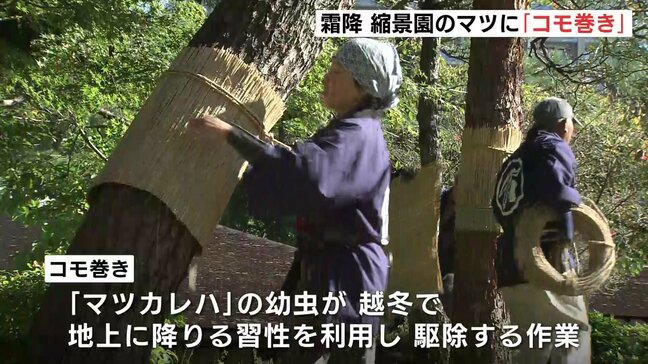 「季節を感じてもらえたら…」10月23日は「霜降」　広島市の縮景園でこの時期の風物詩「マツのコモ巻き」|TBS NEWS DIG