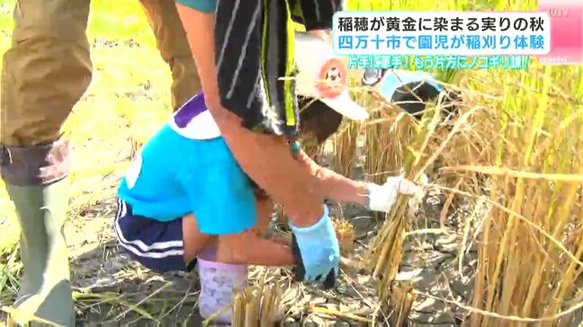 「たのしかった！」稲穂が黄金に染まる実りの秋　園児が稲刈り体験|TBS NEWS DIG