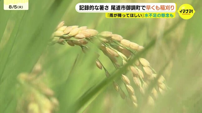 記録的暑さで早まる稲刈り　農家の新たな挑戦「再生二期作」　猛暑と水不足を乗り越えて|TBS NEWS DIG