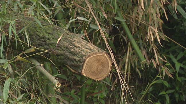 倒れてきた木に当たり男性がけが 清掃作業の準備中に両手に打撲 約20メートルにわたり複数の倒木 台風の雨の影響か|TBS NEWS DIG