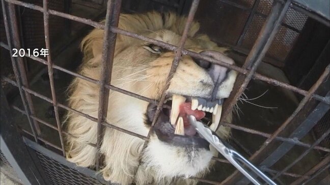 違法建築「ノースサファリ」20年間の営業終え30日閉園…残されたライオンなど動物約300頭の行方は？運営会社「調整が進んでいる」購入した新たな土地に移動か|TBS NEWS DIG