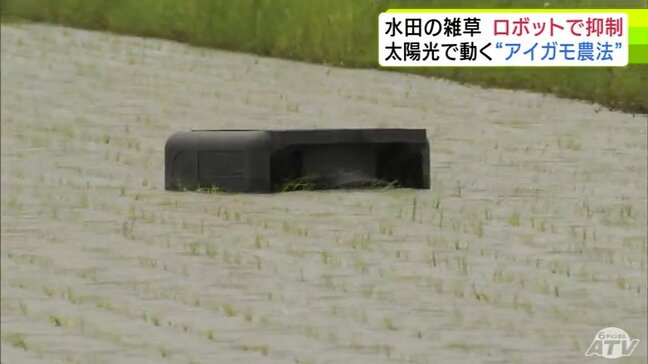 田んぼを泳ぐ“アイガモロボ”で水田の雑草を抑制　「直接（田んぼに）入らなくても動いてくれる」農家からも期待感　有機農業のスマート化へ|TBS NEWS DIG