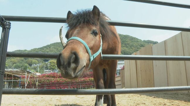 新たなに仲間入りしたポニー　名前が「スバル」に決定　山口県周南市　徳山動物園|TBS NEWS DIG