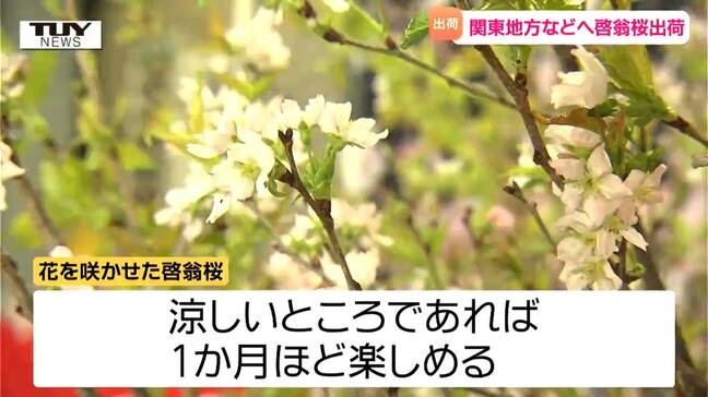 啓翁桜が関東に向け出発 涼しいところなら1か月も楽しめるって知ってた?(山形・東根市)|TBS NEWS DIG