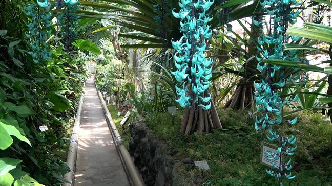 熱川バナナワニ園　珍しい熱帯の植物「ヒスイカズラ」が見頃＝静岡・東伊豆町|TBS NEWS DIG