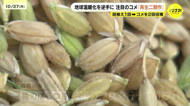 田植え1回でコメ2回収穫 地球温暖化を逆手に「再生二期作」 広島・尾道市の農業法人で2回目の収穫 |TBS NEWS DIG