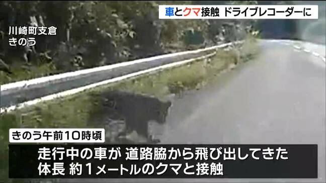 【ドラレコ映像あり】走行中の車とクマが衝突 バッタリ倒れるも起き上がり山林へ…宮城・川崎町|TBS NEWS DIG