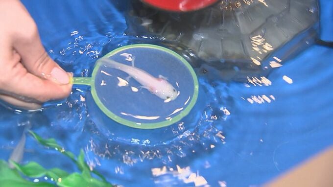 GWのお出かけに…金魚すくいならぬ、ウーパールーパーすくい!?「ドキドキもふもふいきもの展」|TBS NEWS DIG