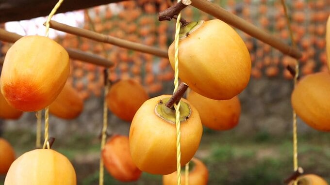 集落にオレンジ色の“カーテン”「とても甘くおいしい」広島・尾道市で特産の干し柿づくりが最盛期|TBS NEWS DIG