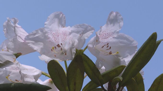 シャクナゲの花見ごろ　山口県長門市　|　山口のニュース・天気・防災｜tys NEWS｜ｔｙｓテレビ山口
