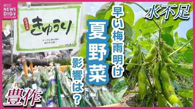 雨が降らない！　夏野菜に影響は？　ビールのお供がピンチ?!　広島　|　RCC NEWS | 広島ニュース | RCC中国放送