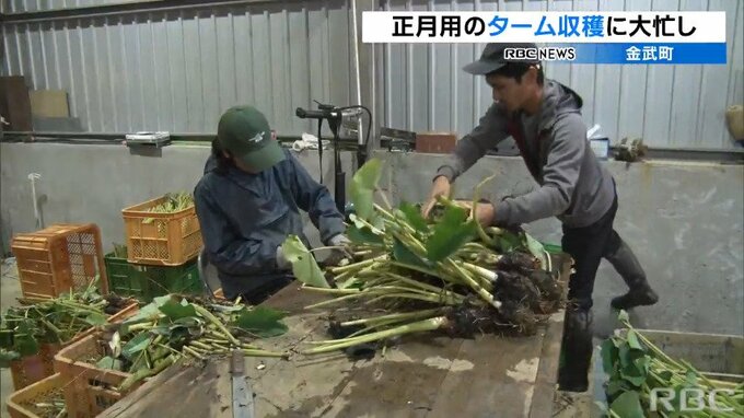 「正月には金武町の田芋を食べて」収穫と植え付け作業のピーク迎える田芋農家　正月に向けて作業進む　|　沖縄のニュース｜RBC 琉球放送