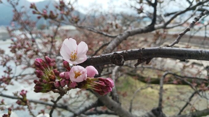 岩手県大船渡市はサクラの開花宣言とはならずも標本木が数輪花開く|TBS NEWS DIG