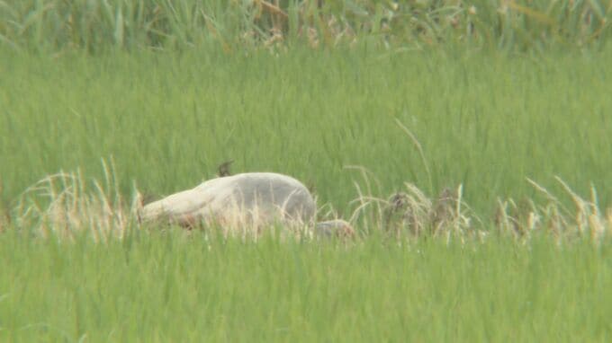 本州で2度目のトキ放鳥 10月7日に石川・中能登町春木地区で 非公開で放鳥 県がWEB配信|TBS NEWS DIG