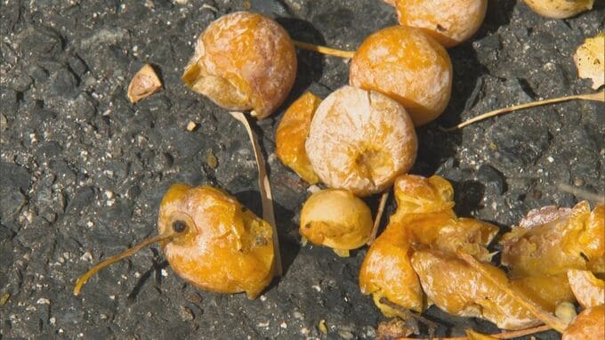 道端の「ギンナン」臭すぎる…なぜ？　実はヒトの排泄物に含まれる成分も　イチョウの生存戦略とは|TBS NEWS DIG