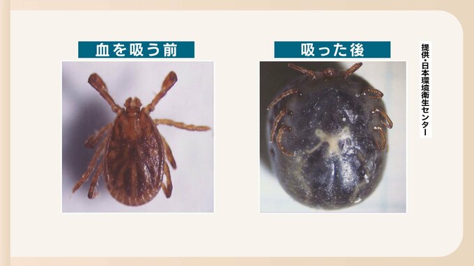 福岡県内の70代男性が「重症熱性血小板減少症候群（SFTS）」に感染　マダニにかまれたか　|　福岡のニュース｜RKB NEWS｜RKB毎日放送