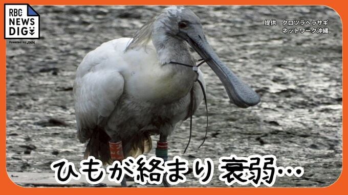 くちばしにひもが絡まった絶滅危惧種の渡り鳥、クロツラヘラサギ　救出大作戦で無事保護　|　沖縄のニュース｜RBC 琉球放送