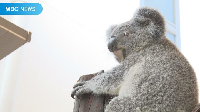 コアラのアイ死ぬ（１歳５か月）コアラの死あいつぎ４匹目　国内最多の飼育頭数　鹿児島市・平川動物公園　|　鹿児島のニュース｜MBC NEWS｜南日本放送