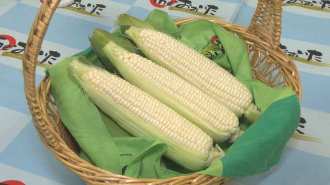 “白雪姫”の味は？「甘い、フルーツみたい」　特産の白いトウモロコシを知事にPR　大分　|　大分のニュース｜OBS NEWS｜大分放送