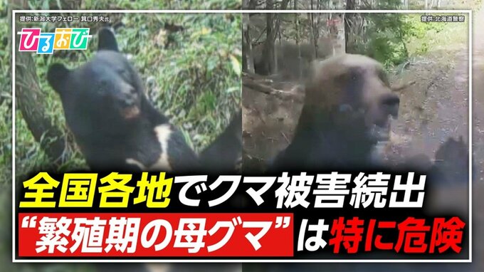 止まぬクマ被害 5月から危険な“繁殖期”　もしクマに出会ったら【ひるおび】|TBS NEWS DIG