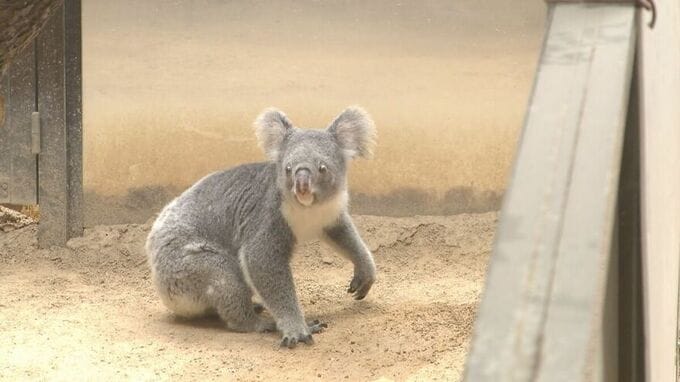 “もぐもぐタイム”に悶絶…活発に動き回る激レア姿も！動物園マニアが教える春の「東山動植物園」　|　名古屋・愛知・岐阜・三重のニュース【CBC news】 | CBC web
