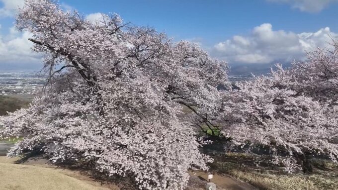 夫婦が寄り添うように咲く「夫婦桜」　桃の花との競演が楽しめる八代ふるさと公園　山梨・笛吹市　|　山梨のニュース | ＵＴＹテレビ山梨