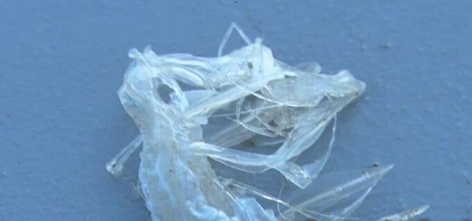 なんじゃこりゃ？刺し網にかかった高級魚が骨だけに…いったい誰の仕業？その謎に迫る|TBS NEWS DIG