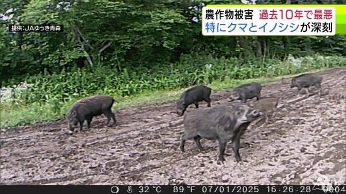過去10年で最悪に…　野生鳥獣による農作物被害　面積100ヘクタール超・金額1億5000万円超とともに昨年度が過去最悪だったと青森県が発表　特に「イノシシ」「クマ」による被害が深刻|TBS NEWS DIG