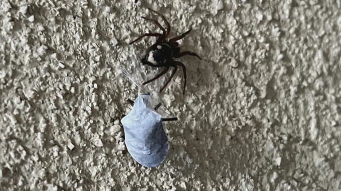 「水色のカメムシ見つけました」…正体を調べると意外な結末　クモの糸でぐるぐる巻きにされて食べられる間際の「カメムシ」か|TBS NEWS DIG