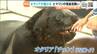 22歳オタリア「チェン」が残暑見舞いを完成　仙台うみの杜水族館で夏限定パフォーマンス　|　宮城のニュース│tbc NEWS│tbc東北放送