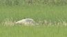 本州で2度目のトキ放鳥 10月7日に石川・中能登町春木地区で 非公開で放鳥 県がWEB配信　|　石川県のニュース｜MRO北陸放送