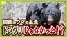 関西のクマの主食はドングリじゃない！？一部地域では秋に『液果類』を大量採食　時に襲われそうになりながら…「フン収集」調査で判明の新事実　出没予測の精度向上につながるか　これからのクマ対策は？【解説】　|　MBSニュース | 関西の最新ニュースを分かりやすく。