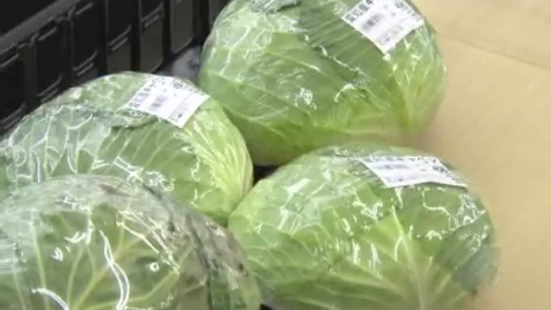 好きなんだけどね」冬の少雨などの影響でキャベツの価格が約3.4倍に