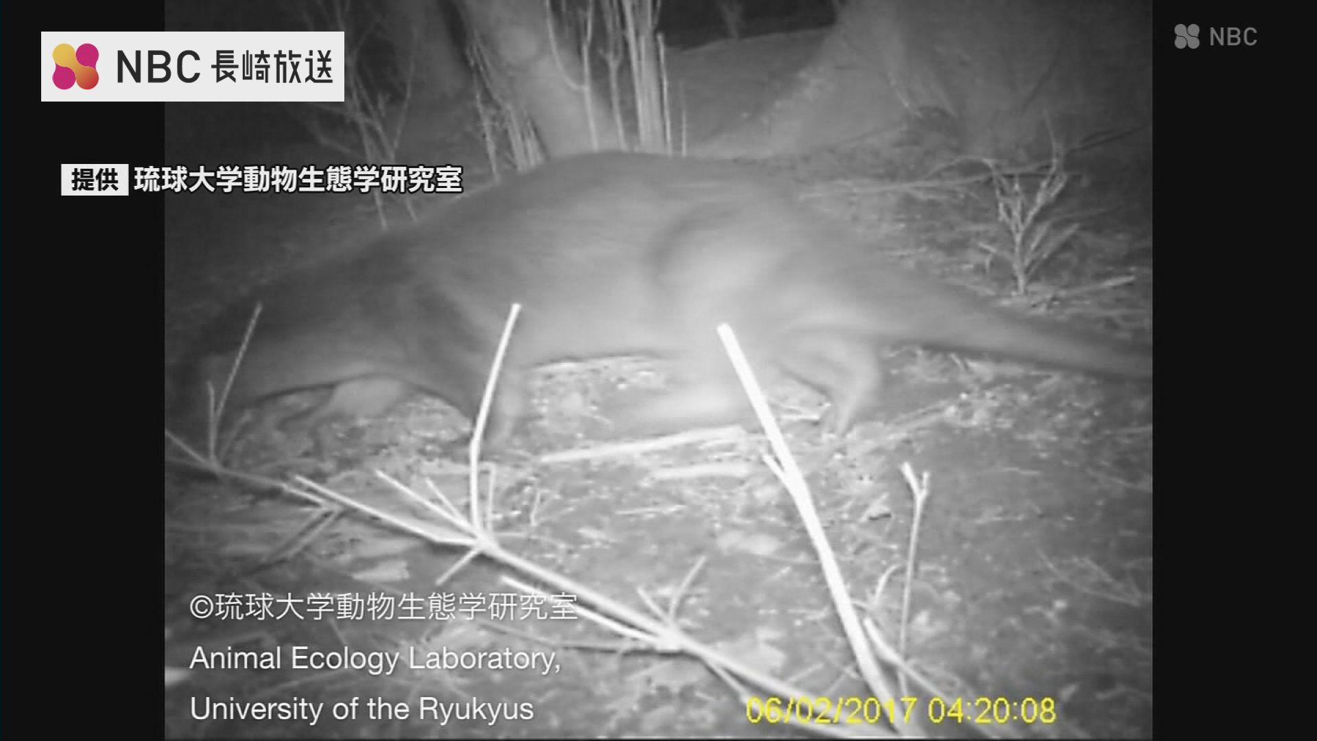 野生カワウソ“発見”から8年 長崎・対馬でカワウソ保全交流会 国内外の