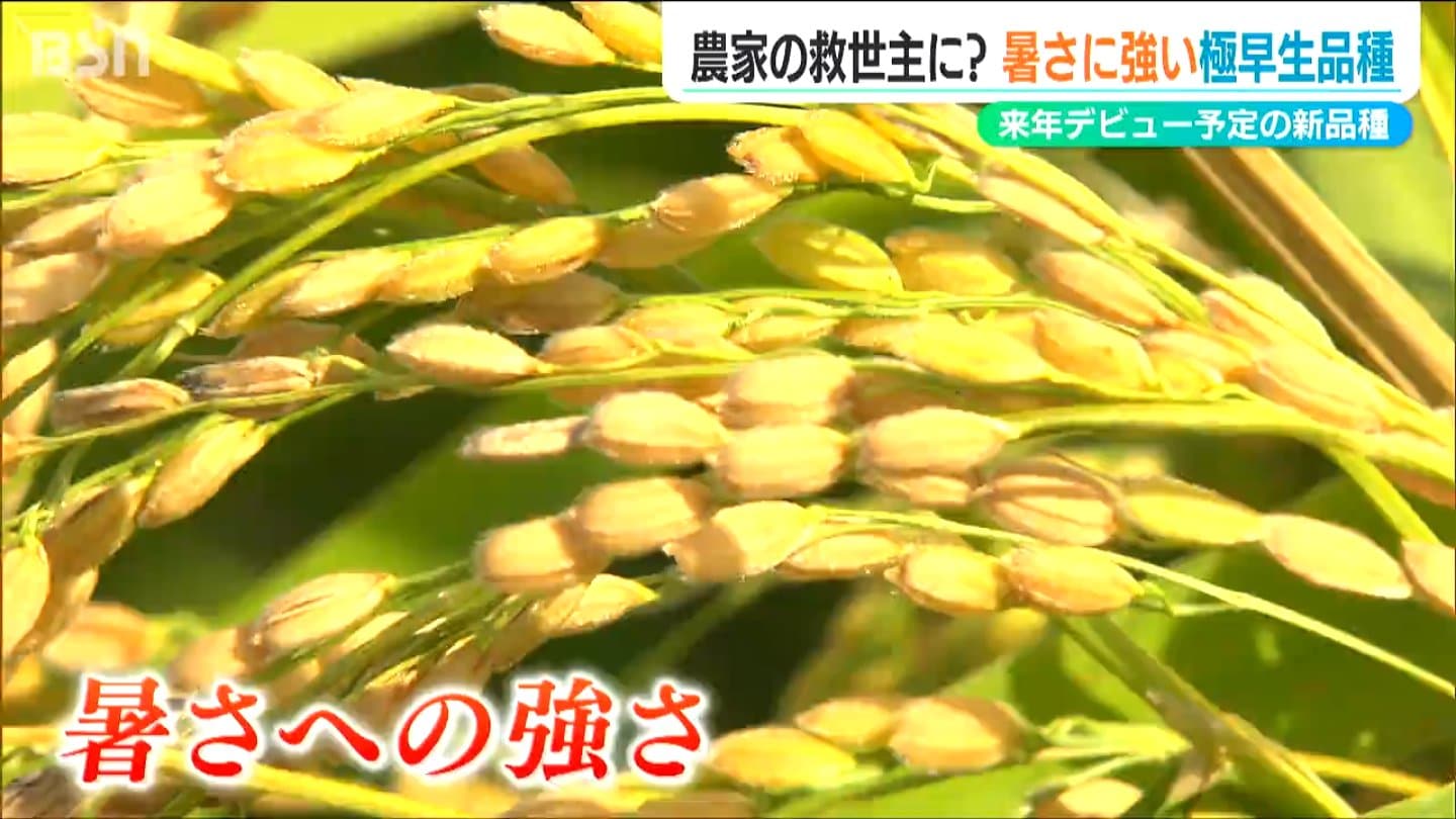 コシヒカリよりも暑さに強く早期に収穫」極早生の新品種『新潟135号