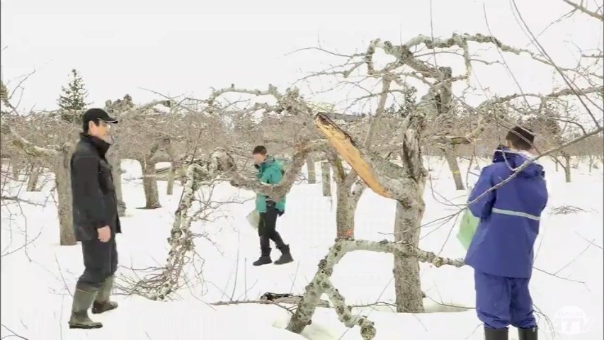 2年連続の大雪で青森県内のリンゴ園で相次ぐ木の枝折れ被害 県と自治体