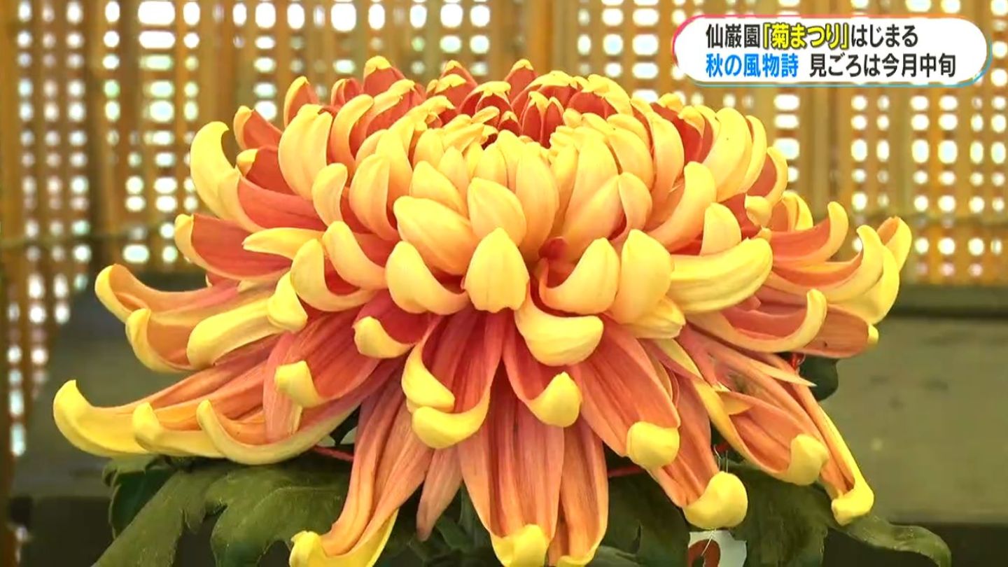 一年で最も華やぐ1か月 仙厳園の菊まつり始まる | 鹿児島のニュース