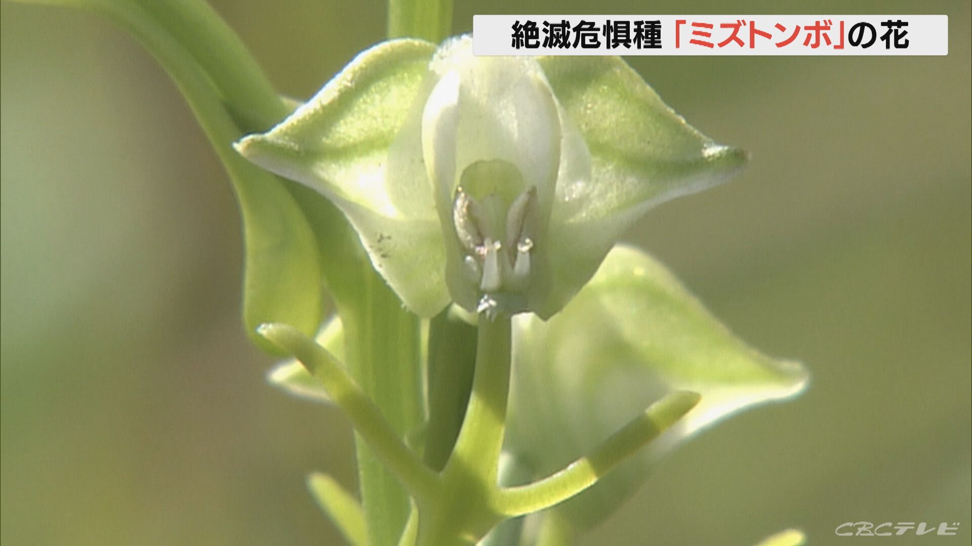 愛知県や環境省の絶滅危惧種 ミズトンボ の花が見頃 愛知 豊田市 東海地方のニュース Cbc News Cbc Web