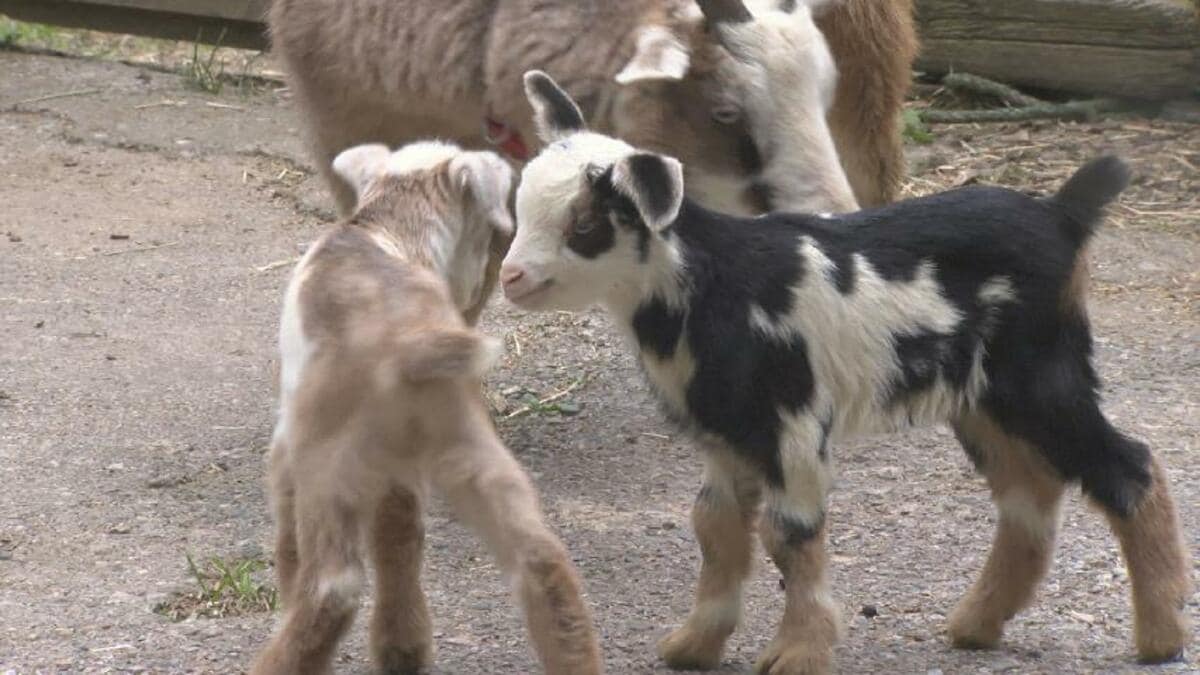 ヤギの赤ちゃん 2023.7.6誕生日