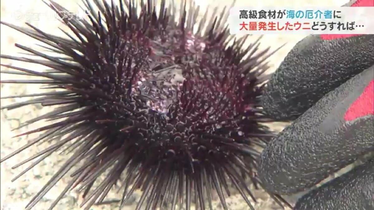 高級食材が海の厄介者に！ 富山湾で大量発生のウニ 人海戦術の間引き大