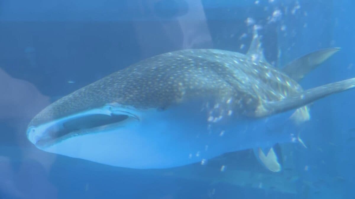 震災復興へのシンボル” ジンベエザメ「モモ」死ぬ | 石川県のニュース