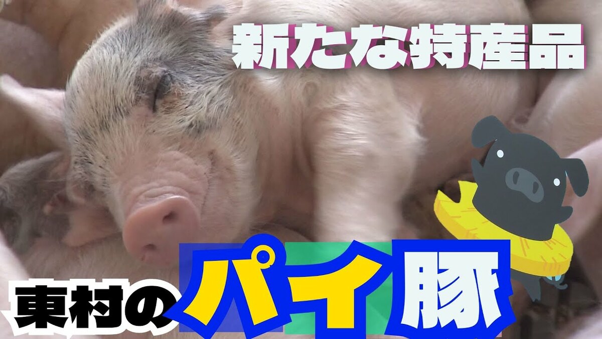 パイナップル×豚=パイ豚⁉ 5つ星ホテルのメイン食材にも採用される沖縄