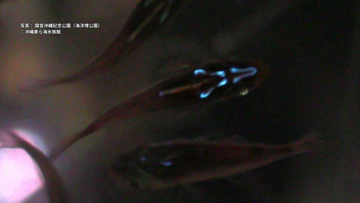 体を光らせる能力を「盗む」魚、キンメモドキ　驚くべき能力が「がん」「糖尿病」治療の進歩につながる可能性も