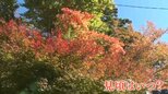 高尾山の紅葉はいま？ ぽかぽか陽気に全国各地で紅葉が見頃を迎え始めています|TBS NEWS DIG