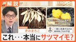 「常識打ち破りたい」これ…本当にサツマイモ!? 期待の新品種が続々「きみまろこ」「あまはづき」【Nスタ解説】|TBS NEWS DIG