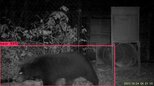 クマをAIで自動検出!北陸電力が初社内ベンチャー「北電VISION」7月に設立へ 画像認識で害獣対応の迅速化目指す 富山|TBS NEWS DIG