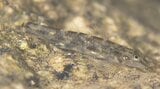 “沖縄・奄美にしかいないはず”の魚、高知で発見!これまでに見つかった“北限”記録を更新 「水中写真を撮っていて偶然…」上皇陛下も研究された「ツバサハゼ」 | 高知のニュース・天気|KUTV NEWS | KUTVテレビ高知